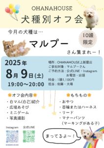 第5回　犬種別オフ会　マルプーちゃん