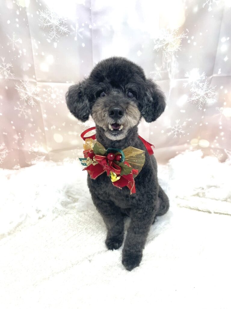 佐藤トレーナー×コテツ