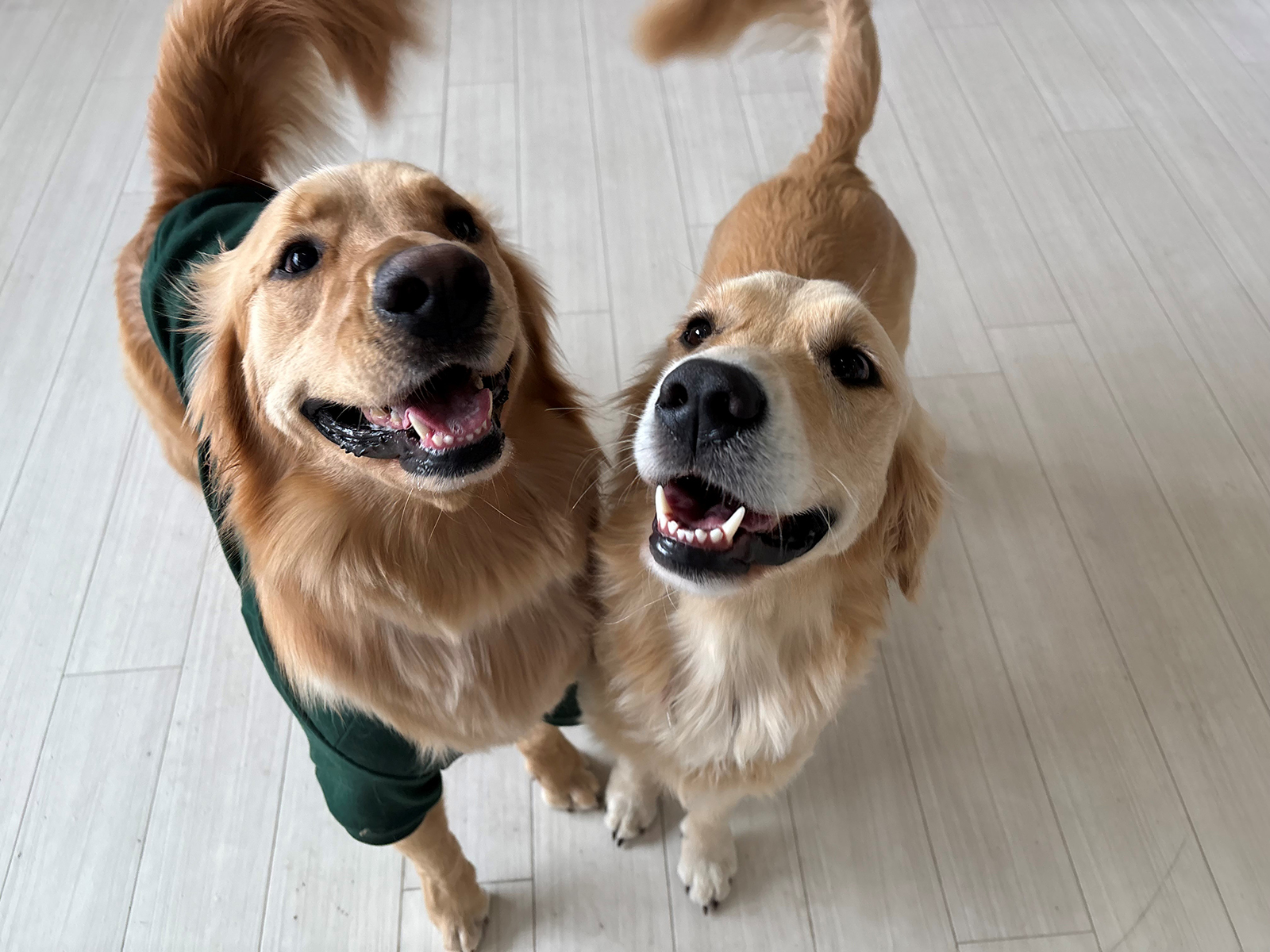 エンジョイコース